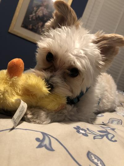 Multipet Duckworth Dog Toy Review: Why I'm ~Pup-Sessed~