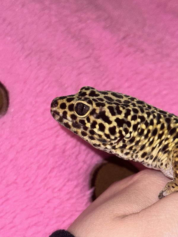 First day of the scab, not significant looking yet but he had a huge lump where it was above his right eye