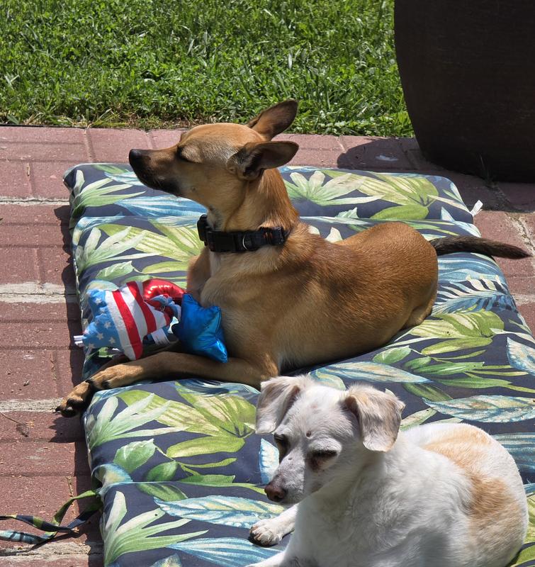 Size comparison, almost 20 lb dog