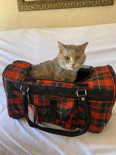 Away Pet Carrier Review - Reviewed