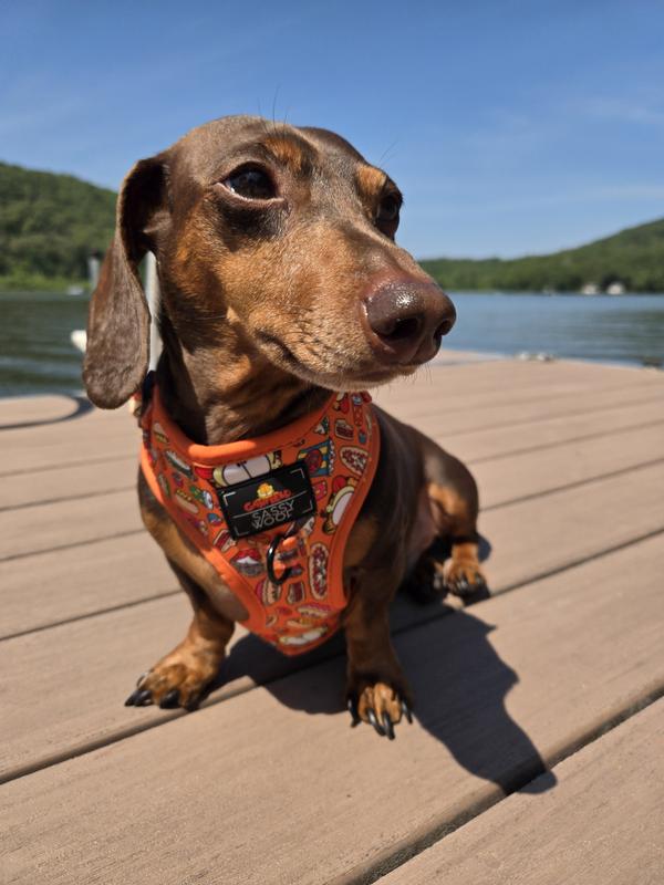 Cocoa loves his new Garfield harness