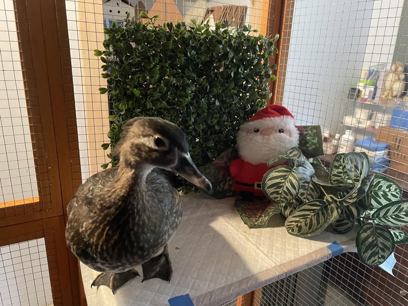 Wood Duck in rehab perching on one of the shelves.