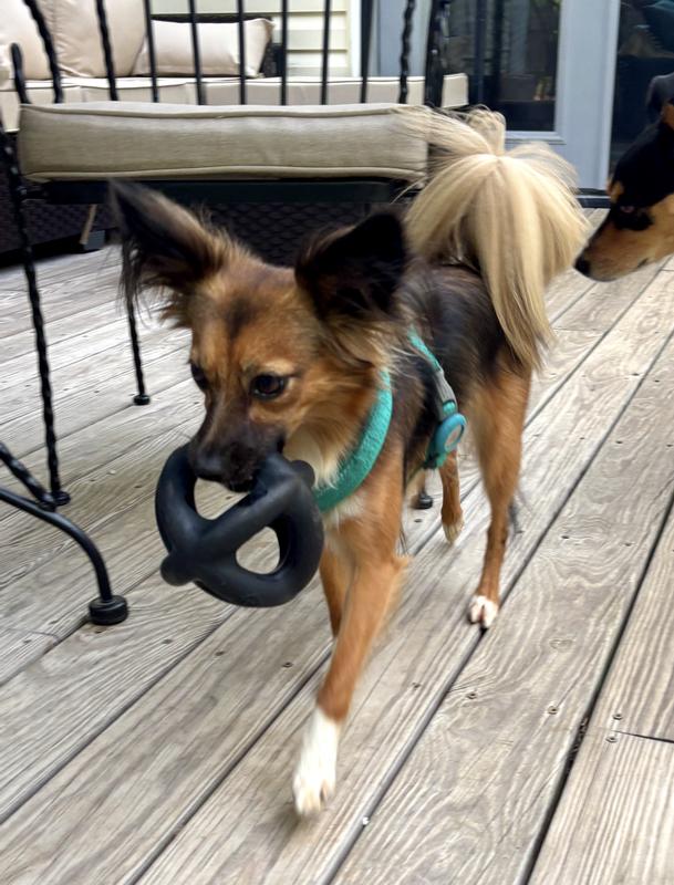 Not just for big dogs!