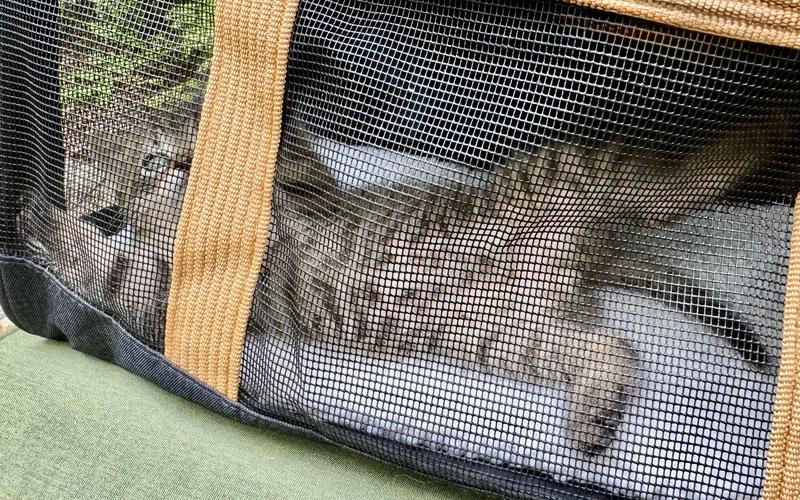Ah! Relaxing in my “safe place.” ❤️