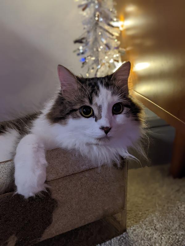 Clump & Seal keeps her box fresh!