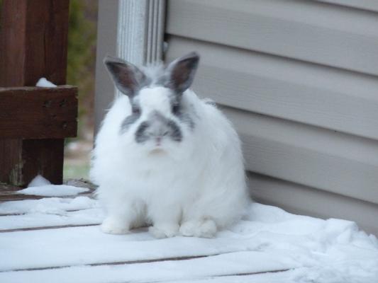 Maizie loves Chewy and the snow!