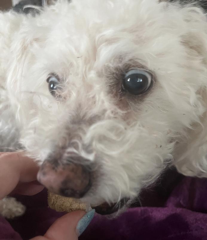 Trying to take the yummy medicated treat gently.