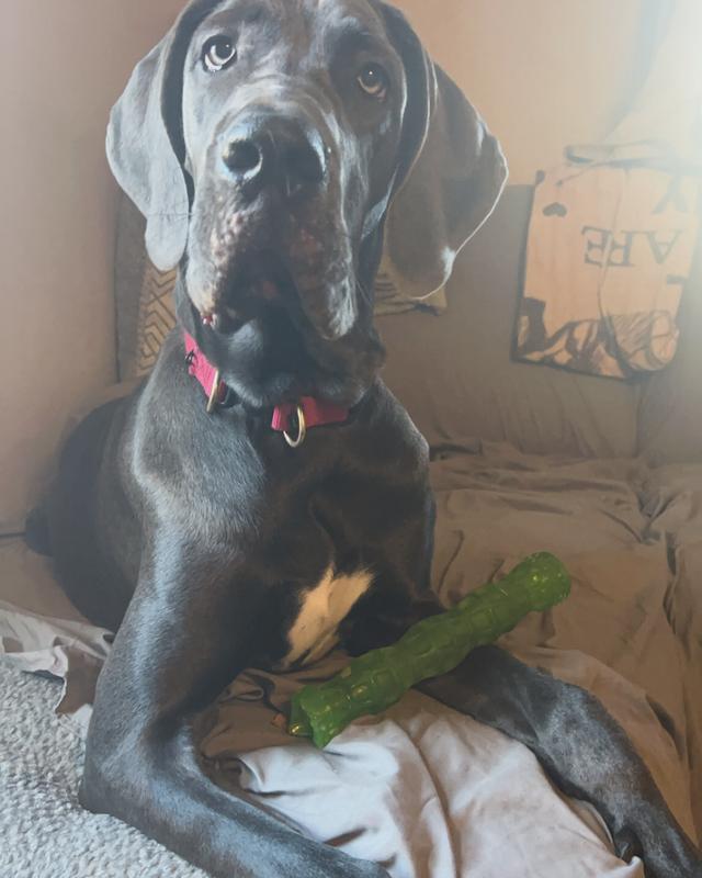 Waiting for her treat