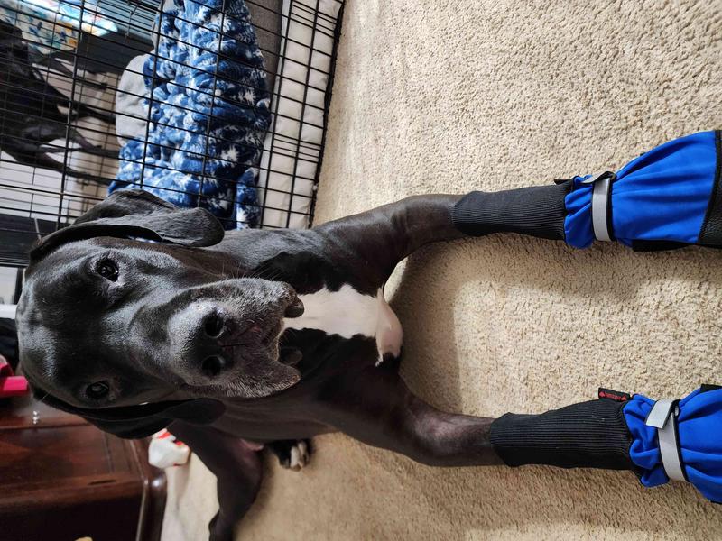 Dog boots for hot sale great danes