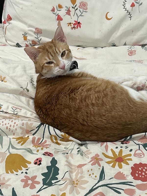 Marmalade and her tummy full!