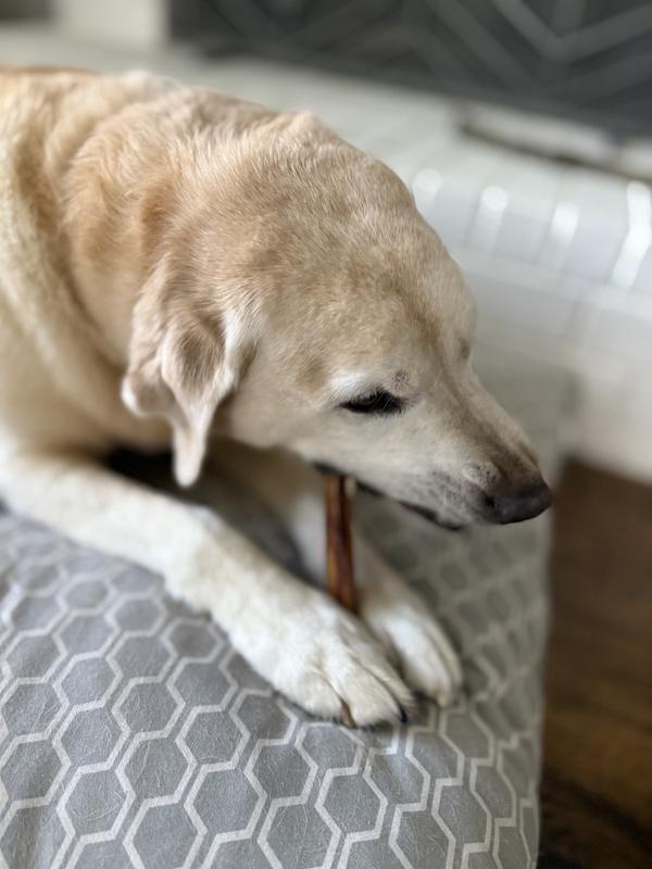 Dakota loves these bully sticks