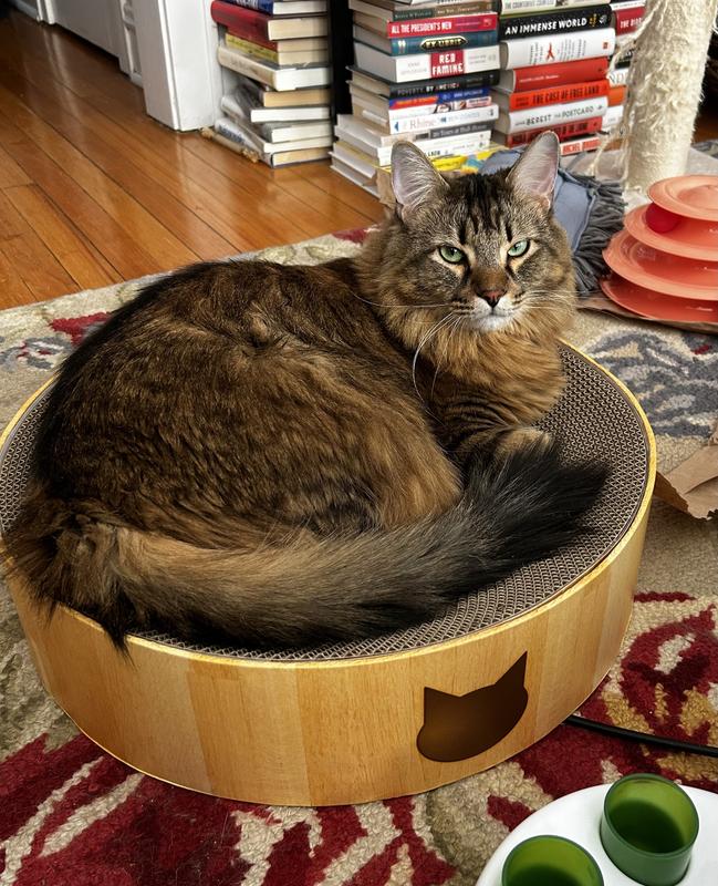 Seamus in his new bed.