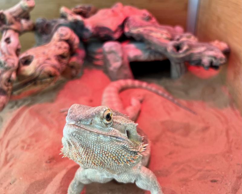 ZOO MED ReptiSand Reptile Sand, Desert White, 20lb bag