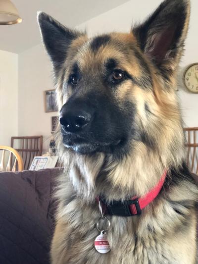 Kenai - 7 years old  (Dad of Loki and Koda)