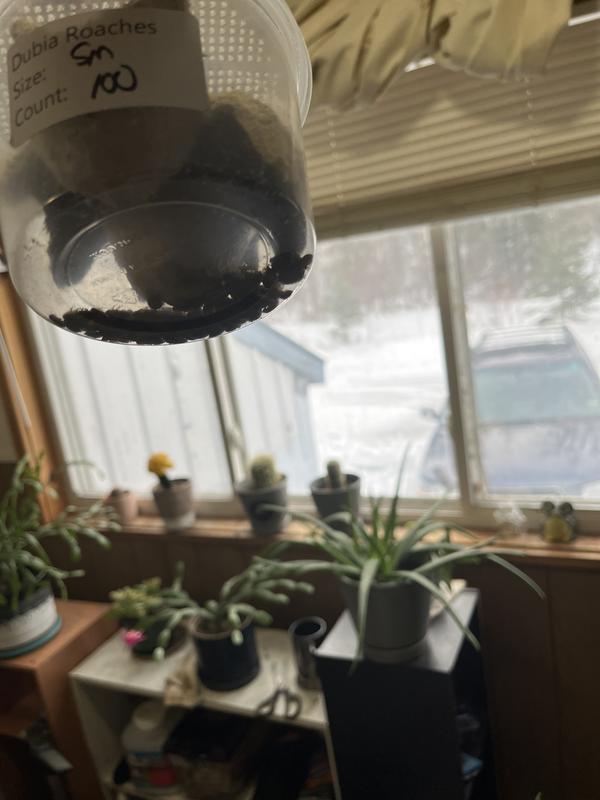 Inhumane don’t deserve even 1 star