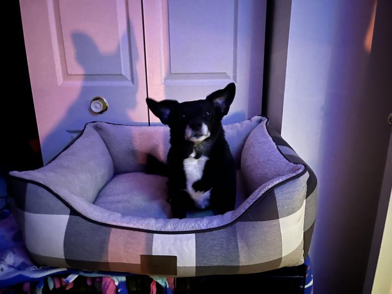 Pixel - 15lb Chi/Jack Russell mix