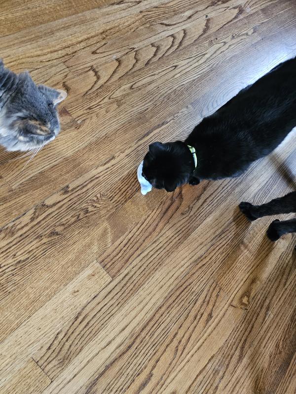 Left to right, meatloaf, Madison,  hambone(legs)