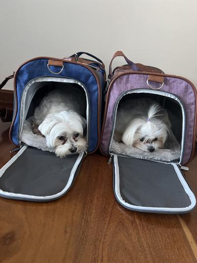 Mr. Peanut&s Gold Series Expandable Airline Approved Tote - Low Profile, Soft Sided Premium Pet Carrier Charcoal Ash