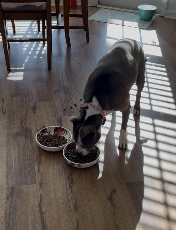 Stella's taste test with her old food on the left and ProPlan on the right!