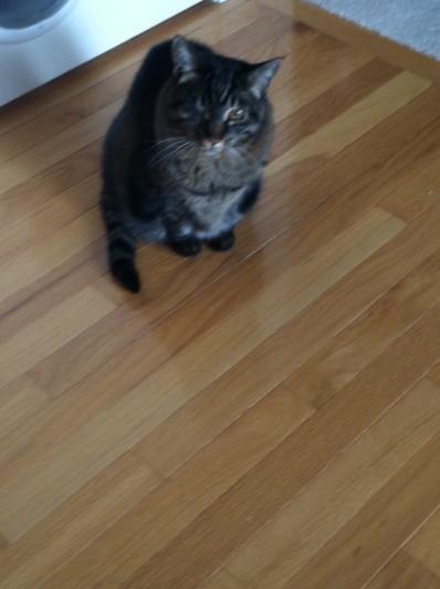 Nala