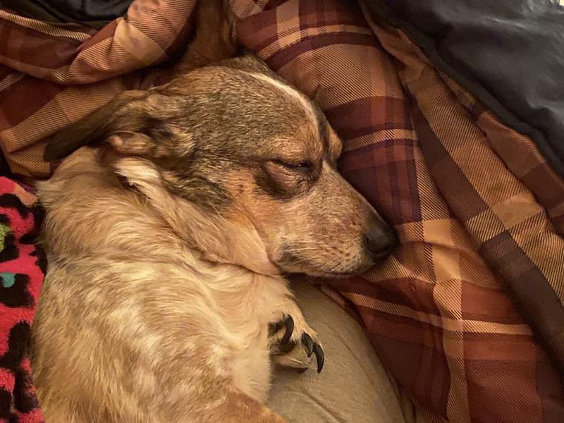 Luna having a snooze.