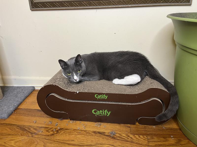 Bella relaxing and maxing on her Catify Lounge.