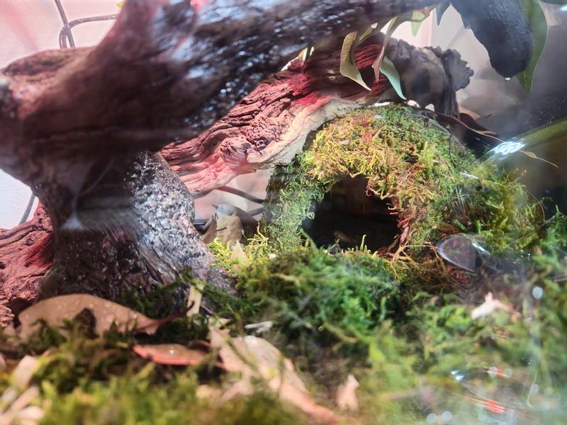 A bit more close up and u can kinda see him in there
