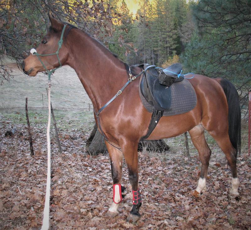 John Jamaal of Psax under saddle