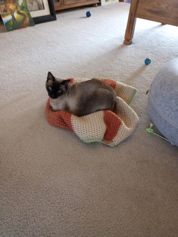 Siamese Resident Female