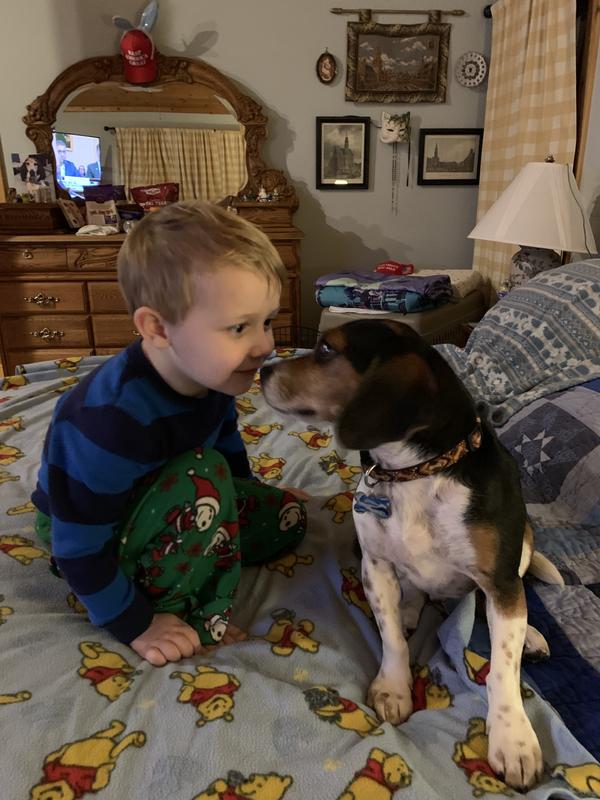 Little Beagle wears a Large size!