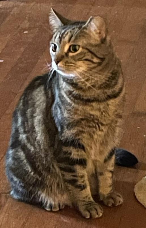 TINY TIGER Natural Indoor Recipe Chicken Flavor Dry Cat Food