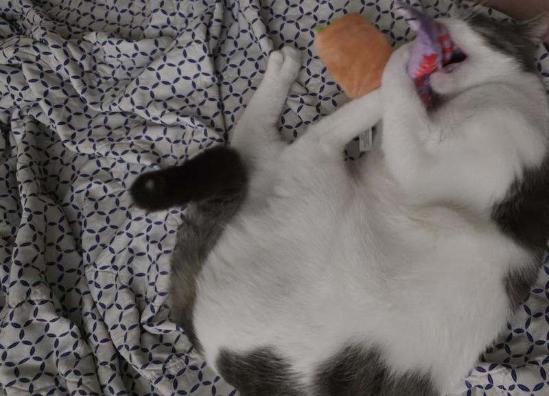 Oswald with his bday present