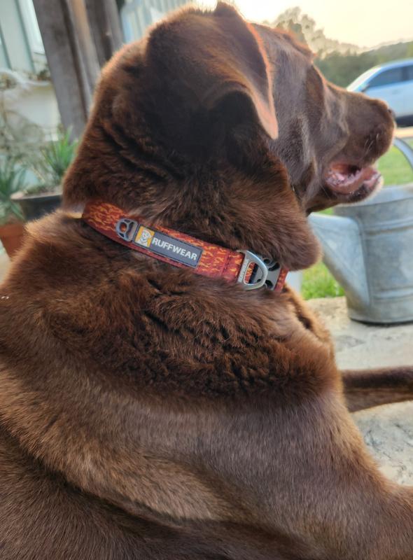 Otis digging his new bling!