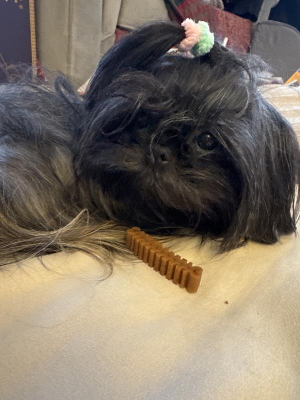 Shanti guarding her groovies tooth dental bone