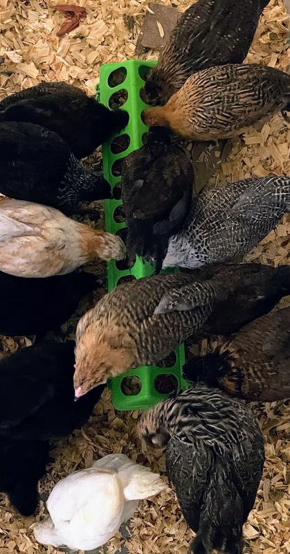 Change to Chickhouse Reserve