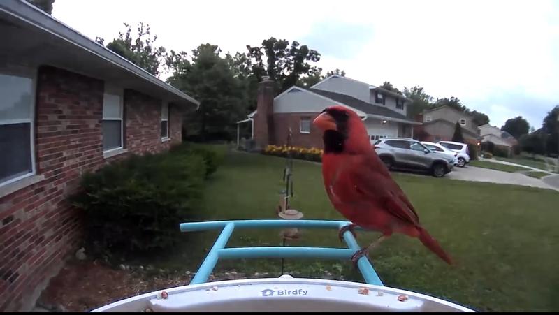 Cardinal captured on the camera!