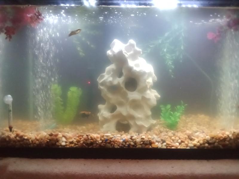 PYTHON Pro-Clean Gravel Washer & Siphon Kit for Aquariums, Mini - Chewy.com
