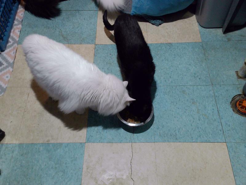 Stormy was then joined by Miss Kitty.