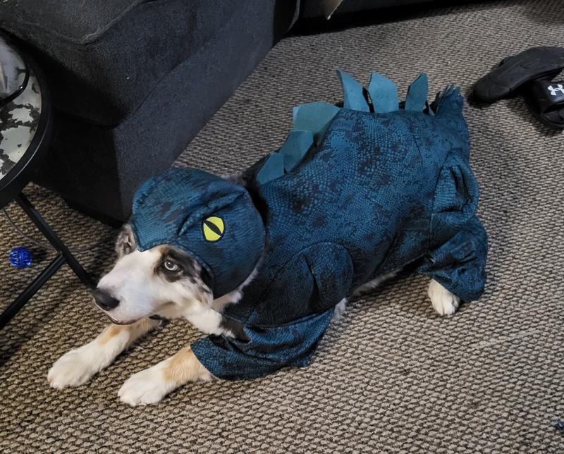 Stegosaurus cat costume sale