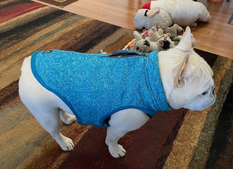 Cosmo's Kurgo Sweater is a perfect fit