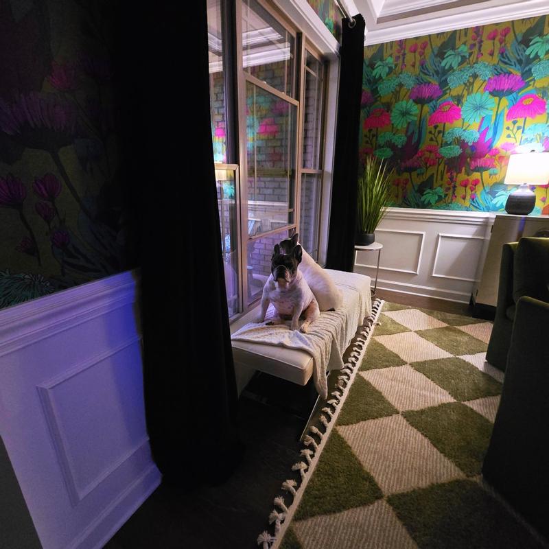 Giving me the stink eye for giving him the dreaded chicken flavored milk thistle!!