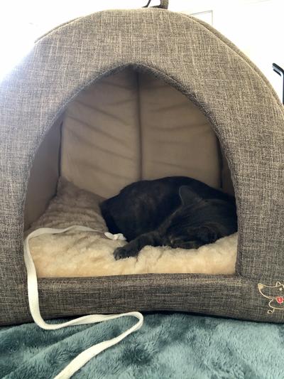 Cozy 15lb kitty in XL Tent