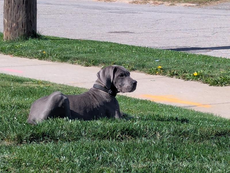 That suggested Atlas loves it