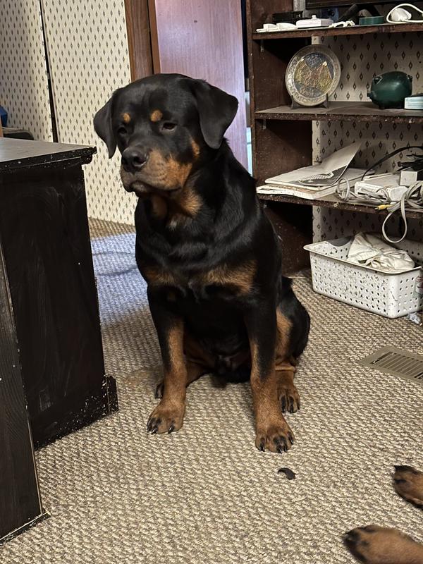 My silly boy Menace Monster.