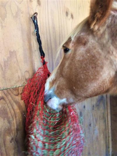 3cm mesh for greedy ponies! Haynet in Small Shires Greedy Feeder Haylage 