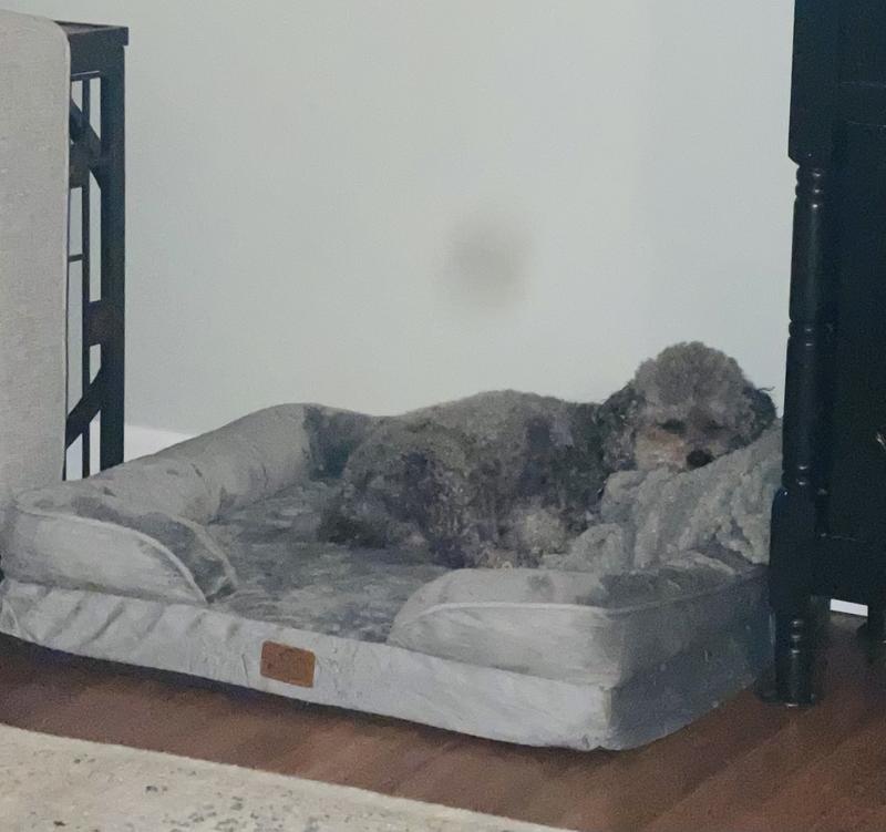 Enjoying his new comfy bed.