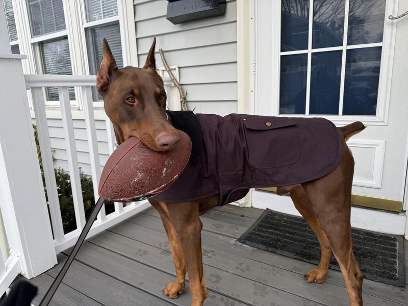 Carhartt Firm Duck Insulated Dog Chore Coat, Deep Wine