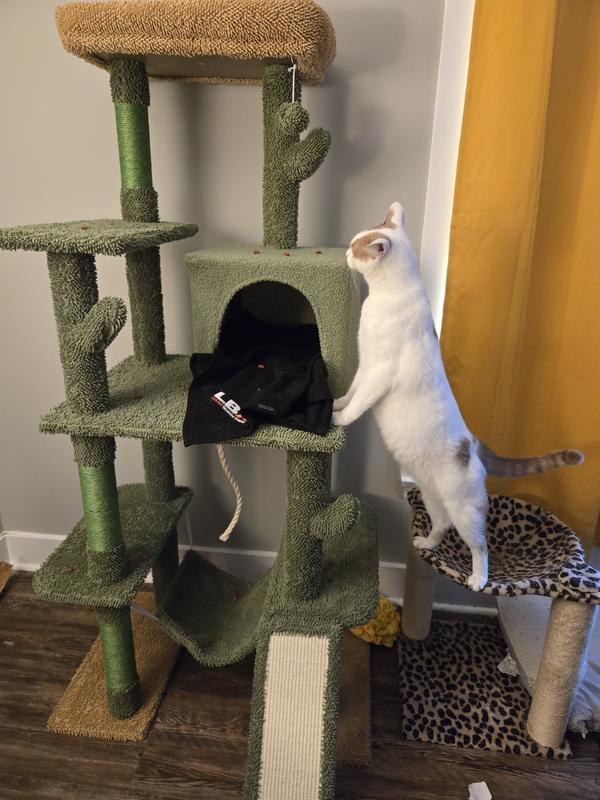 And Santa Paws sent this via FedEx you say?