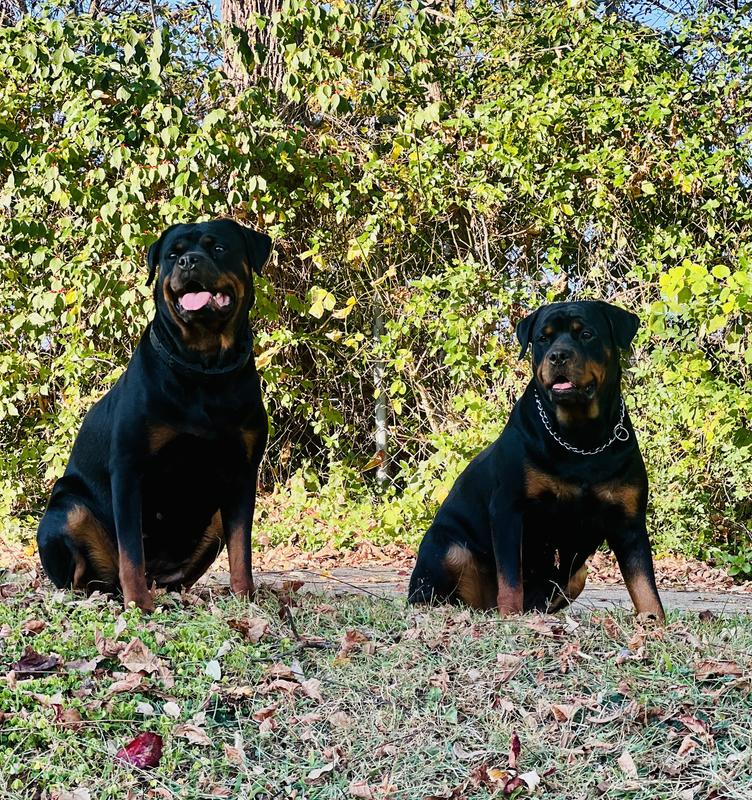 The Rottie Crew