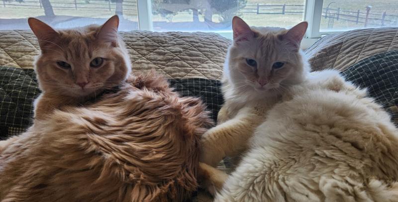 Brothers Hobbes (red/cream) and Aspen (flame point) 4yo